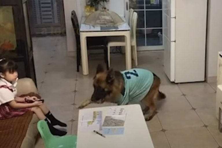 a German shepherd looks after a little girl while she watches TV