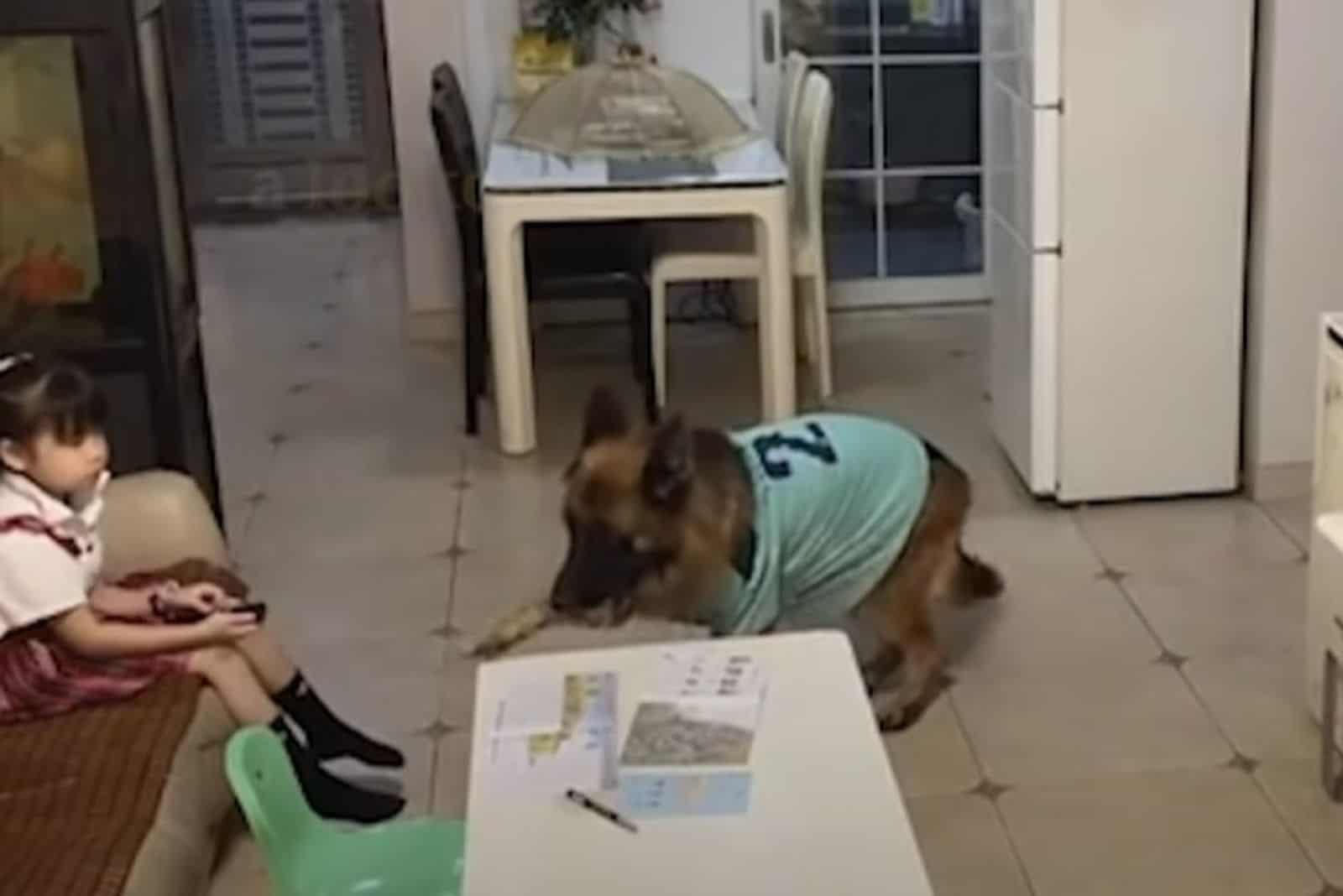 A GSD, Nuomi, Has His Girl’s Back While She’s Watching TV
