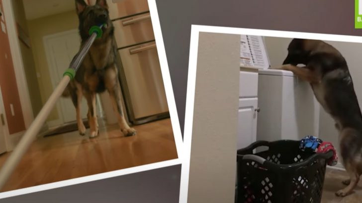 A German Shepherd Specializes In Helping With The Housework