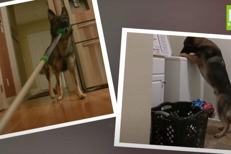 German shepherd does household chores