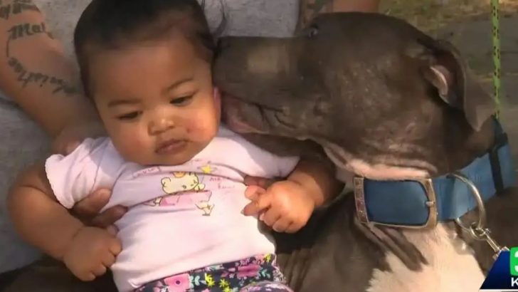 Hero Pitbull Gets Praised For Saving Baby From A Fire