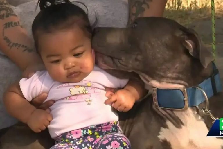 Pitbull saves baby