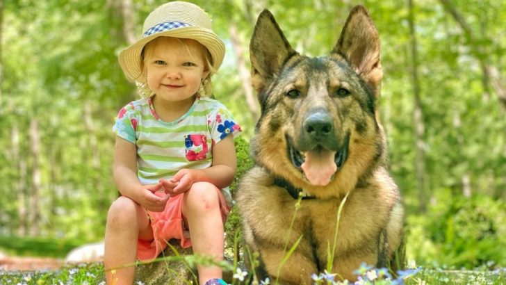 A Police Dog Transforms Into A Sentimental Nanny Around A Baby
