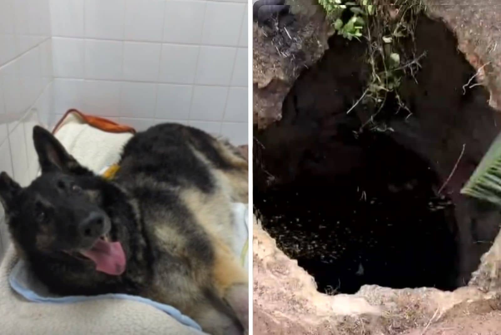 retired german shepherd dog