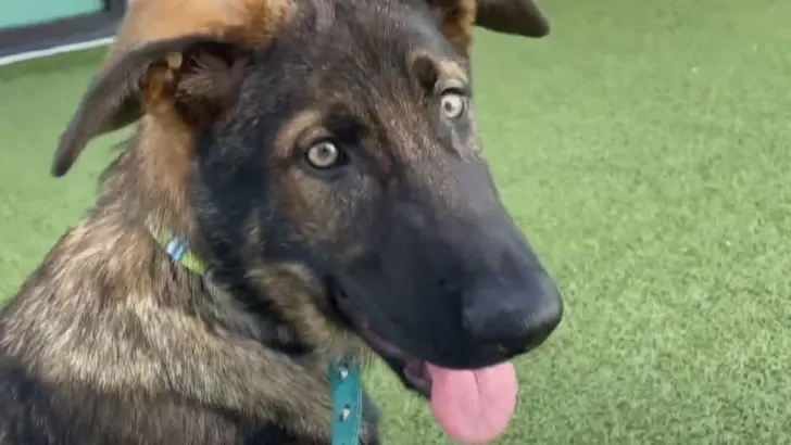 German Shepherd Abandoned And Left In A Dumpster Finds New Family