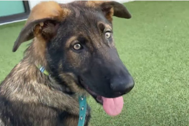 dog with tongue out
