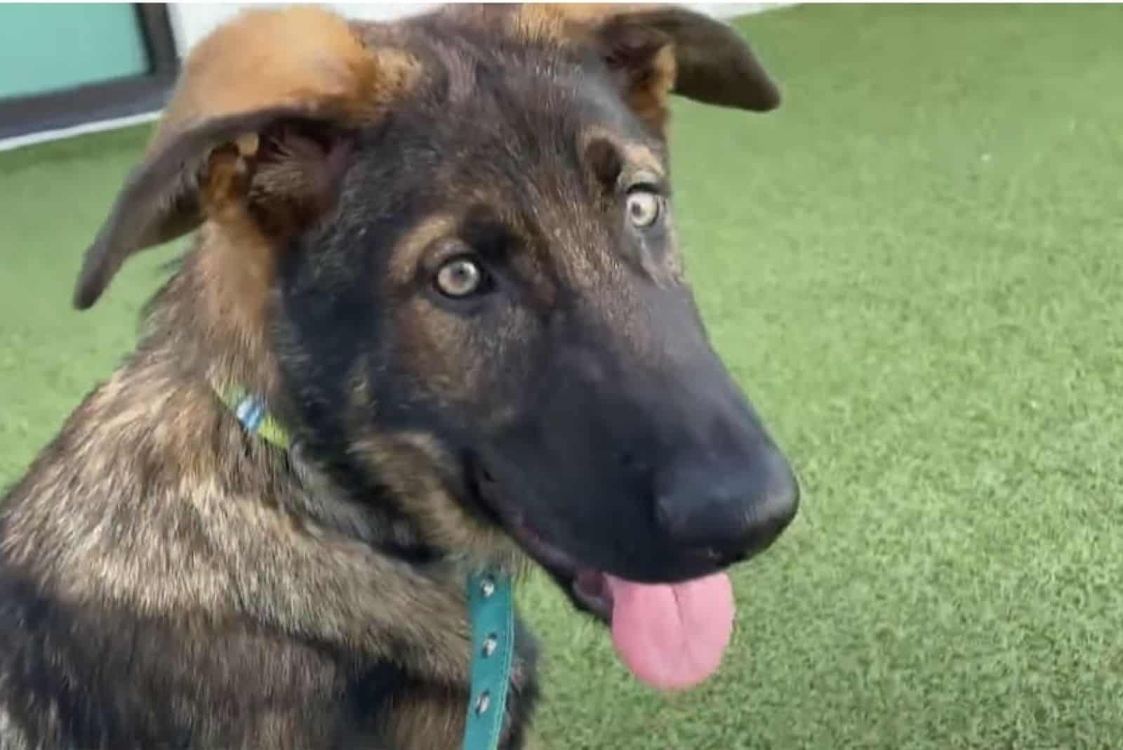 dog with tongue out
