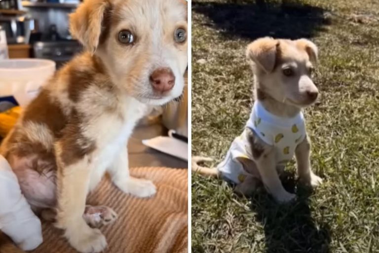abandoned puppy cured