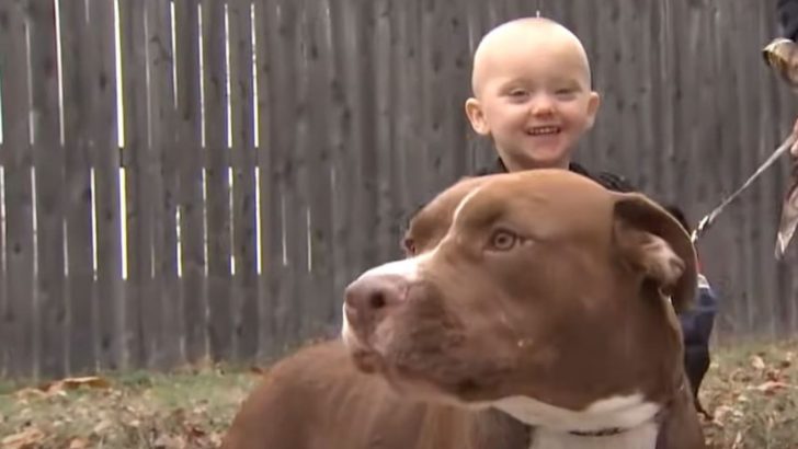 Adopted Pit Bull Became A Hero After Saving A Boy With Seizures