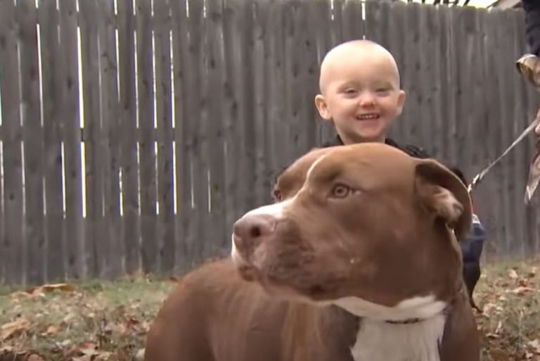 a smiling boy stands next to a pit bull