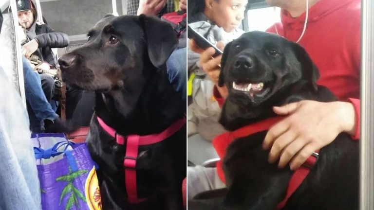 black dog named eclipse rides the bus