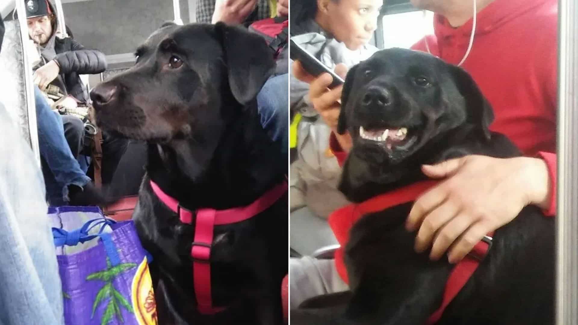 Adorable Dog, Eclipse, Rides The Bus To A Dog Park Every Day 