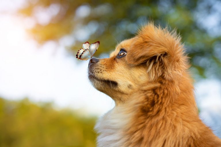 puppy with butterfly on his nose