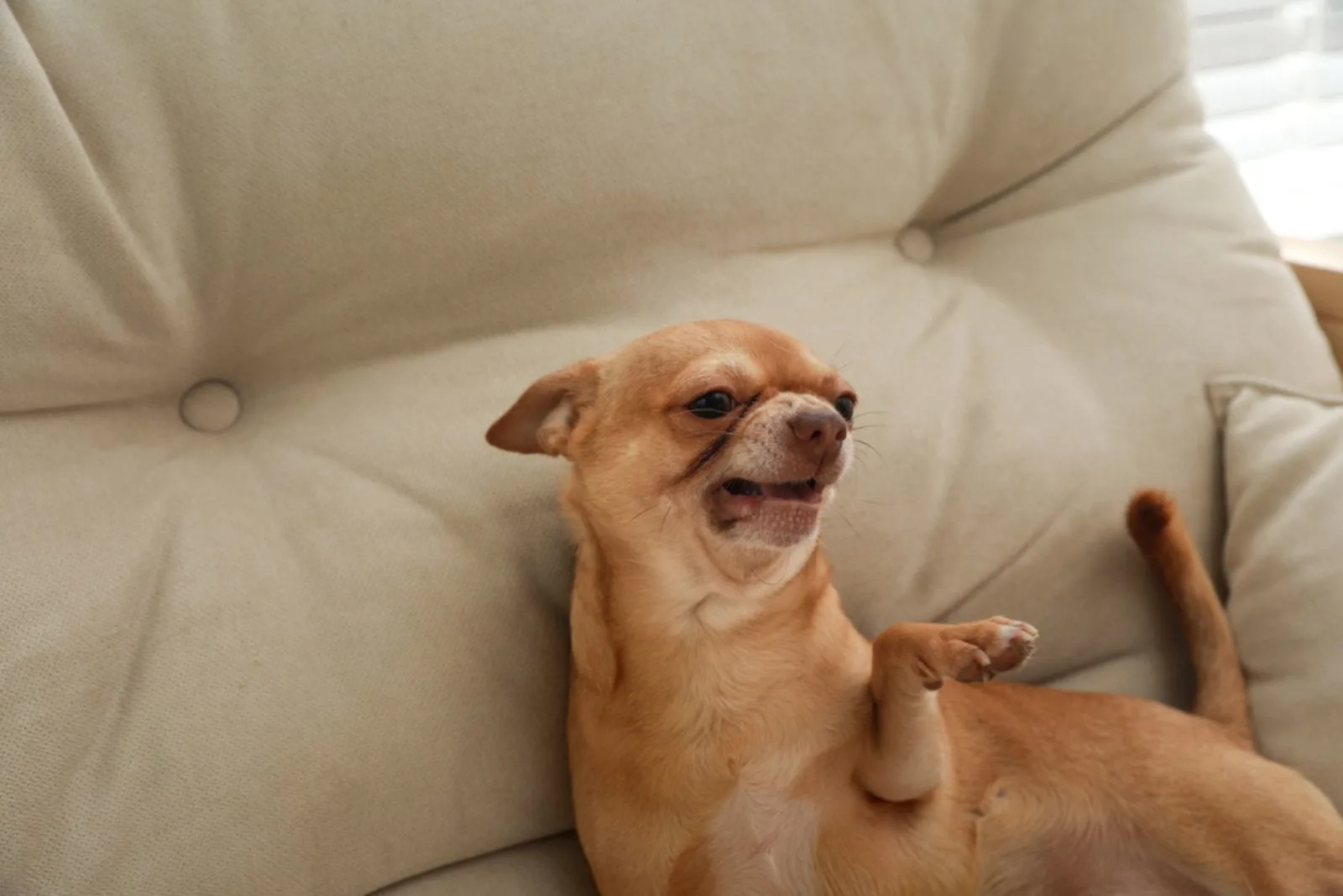 Aggressive small Chihuahua dog on sofa indoors