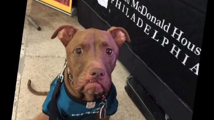 Aladdin, The Rescue Pitbull, Beats The Odds And Becomes A Wonderful Therapy Dog