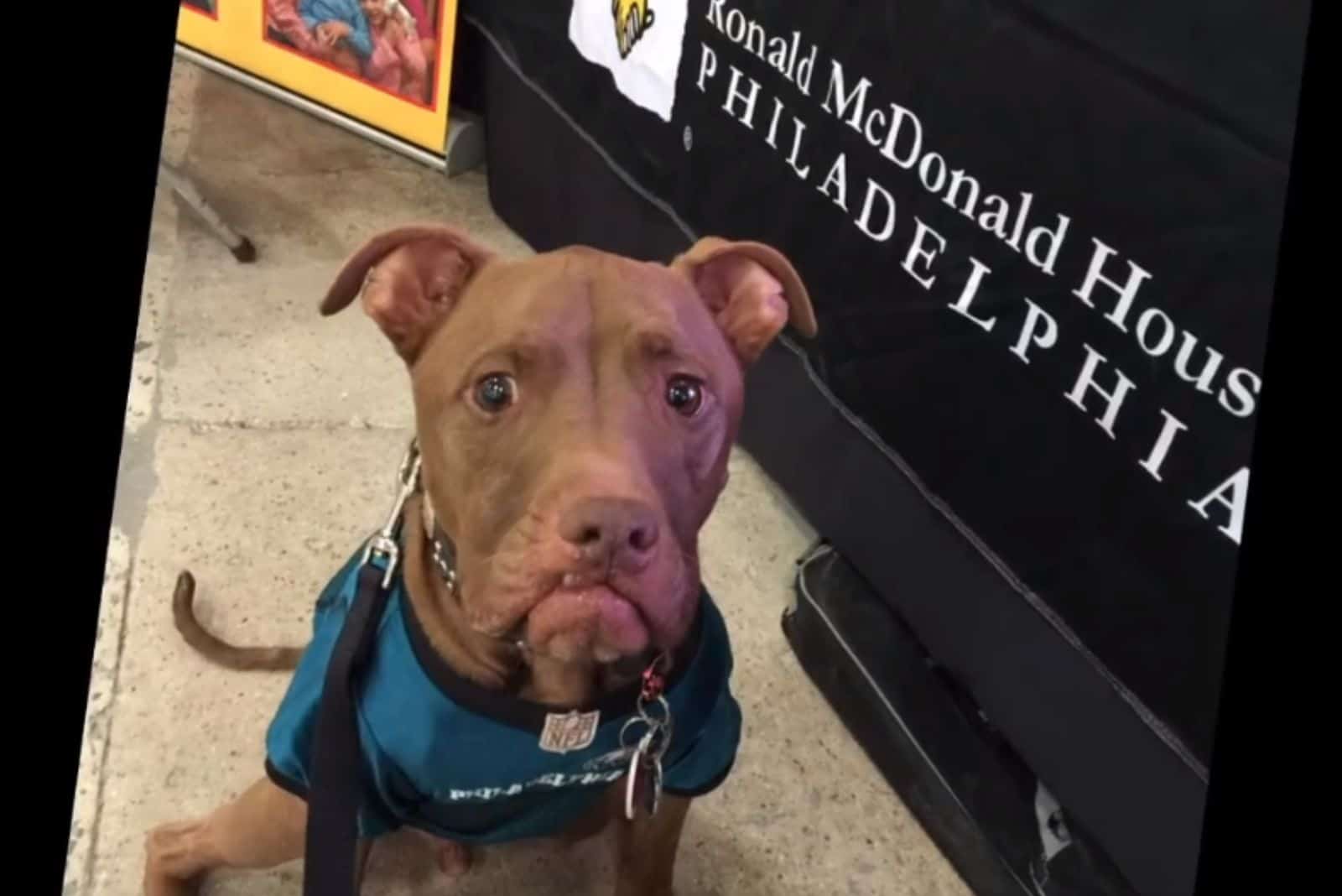 Aladdin, The Rescue Pitbull, Beats The Odds And Becomes A Wonderful Therapy Dog