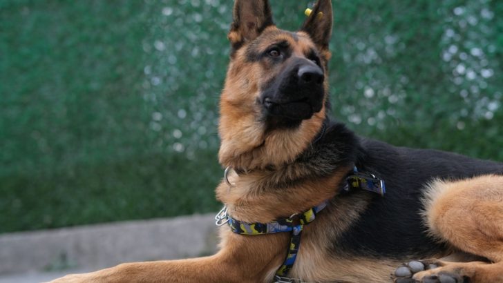 German Shepherd Checks Floor For Food Every Time He Hears ‘Oops’ 