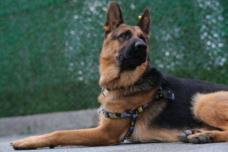 german shepherd listening some noise outdoor