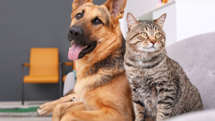 Are Dogs Really Smarter Than Cats, Or Is This A Myth?