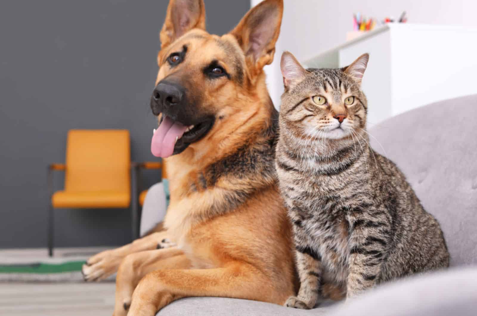 Are Dogs Really Smarter Than Cats, Or Is This A Myth?