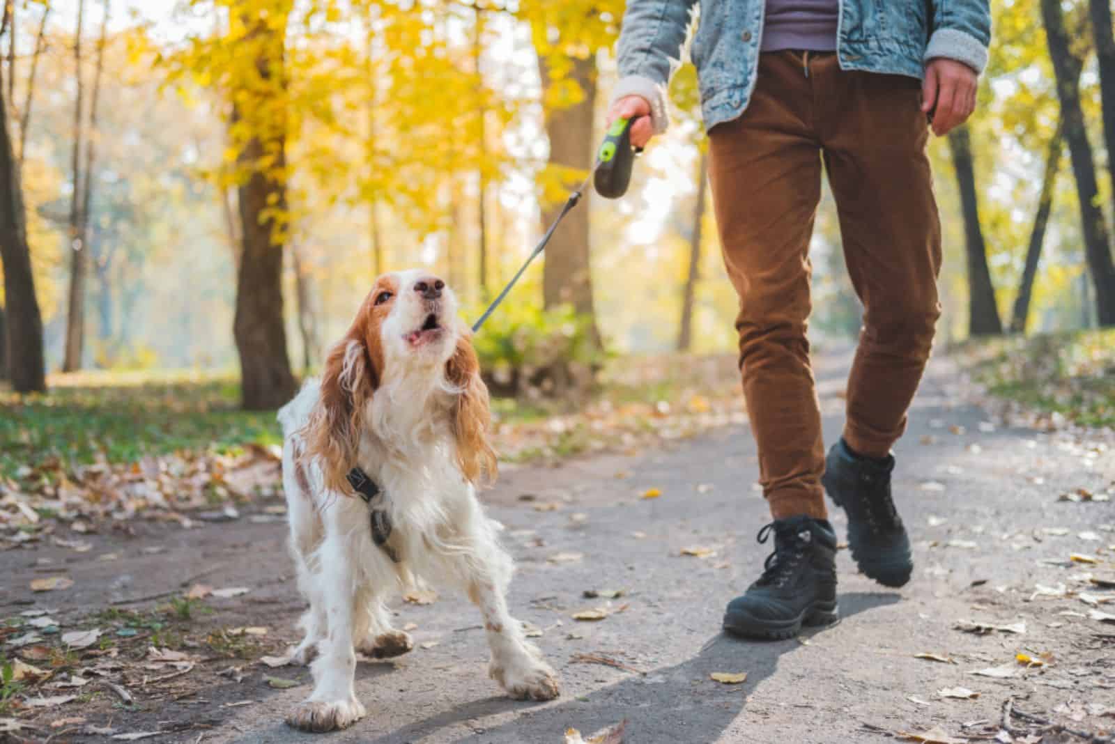 Barking dog with owner on the leash outdoors