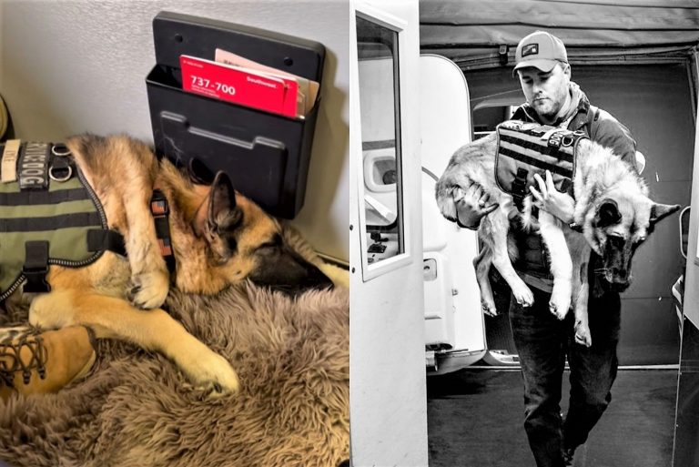 honoring the dog