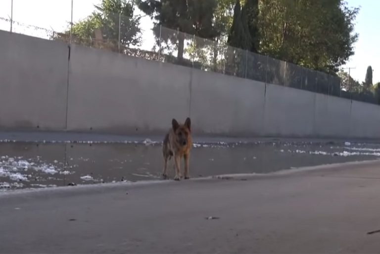 dog walking outdoors
