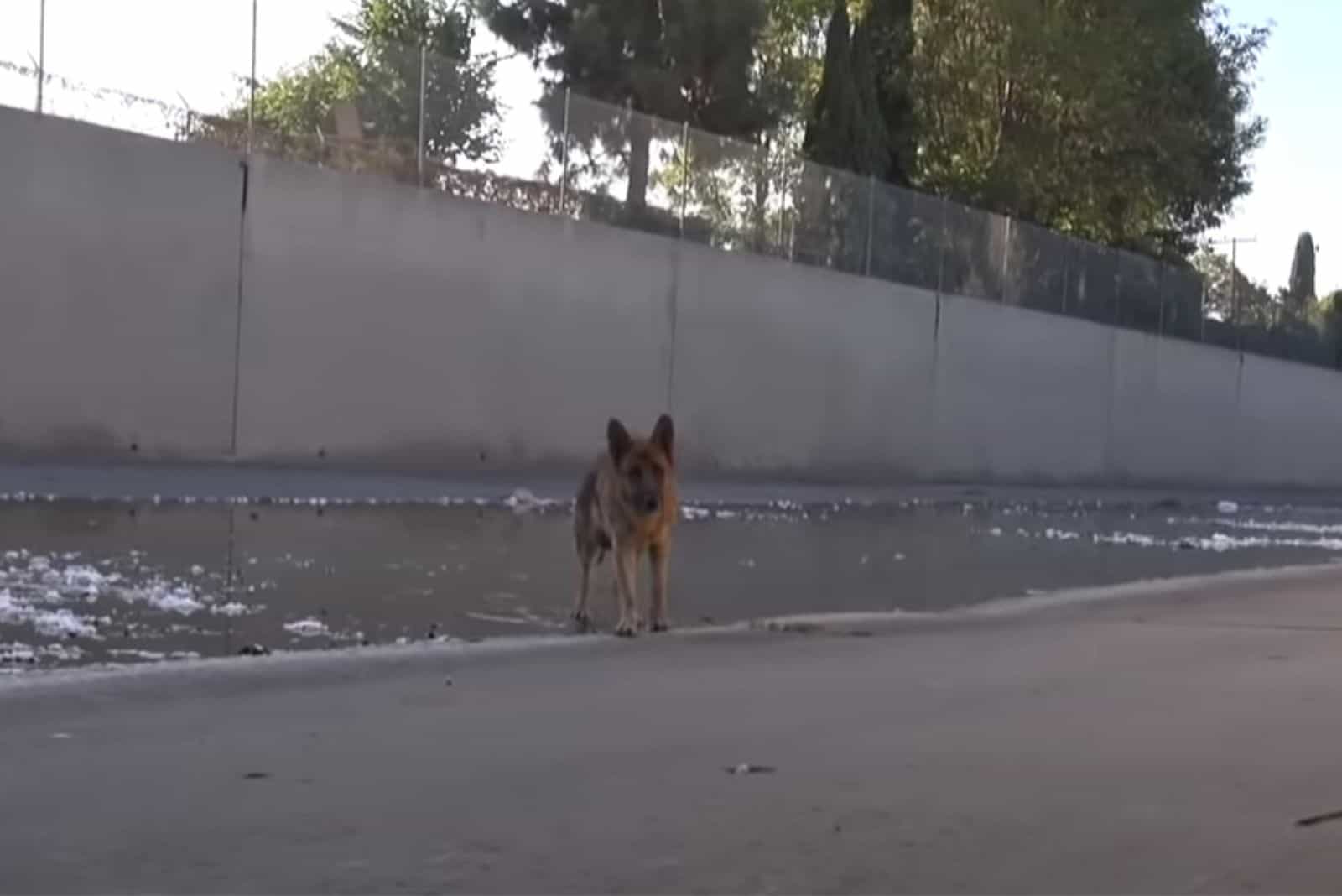 dog walking outdoors