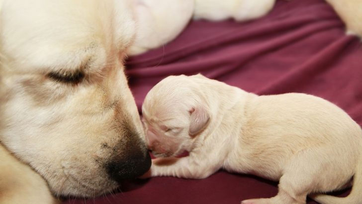Blind Puppy And His Death Row Mommy Find A Forever Home