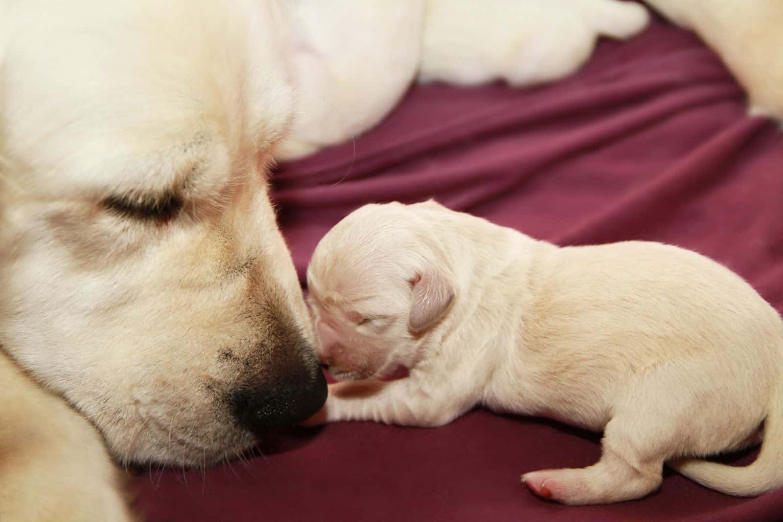Golden retriever mother and her puppy