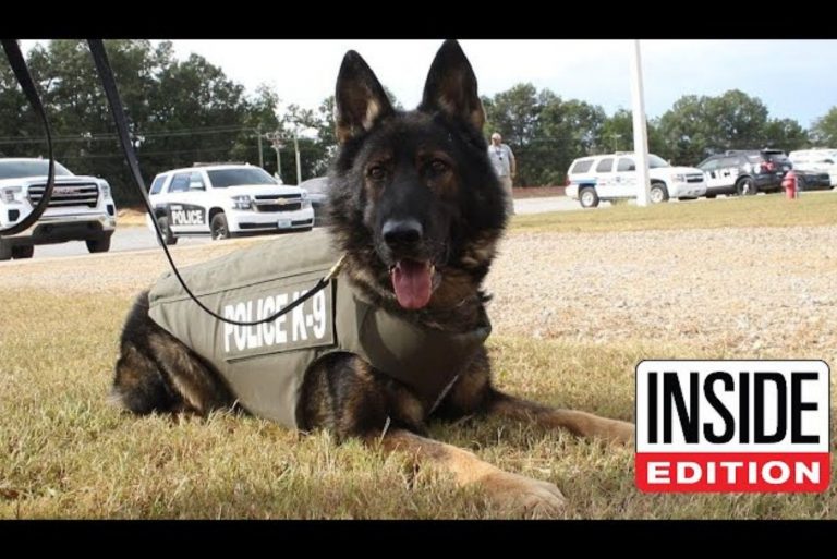 german shepherd police dog