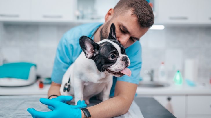 Bulldog Hip Dysplasia And 7 Other Health Issues