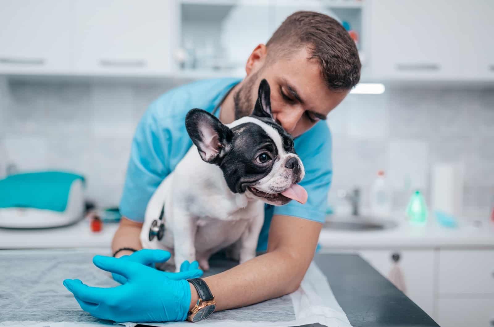 vet checking out sick Bulldog
