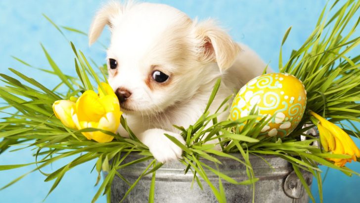 Can Dogs Eat Easter Grass? These 5 Alternatives Are Safer Options