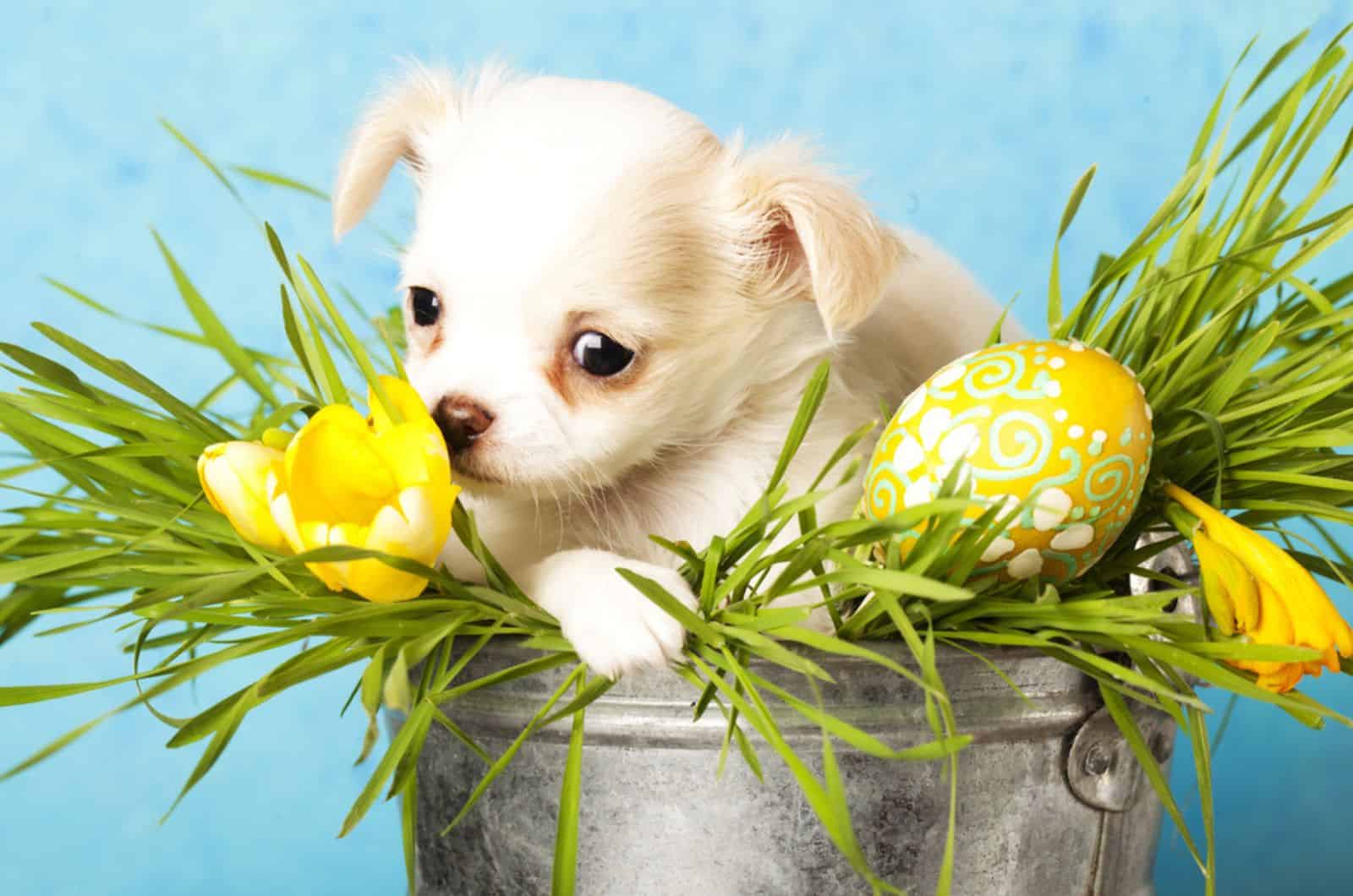 dhihuahua puppy in easter grass