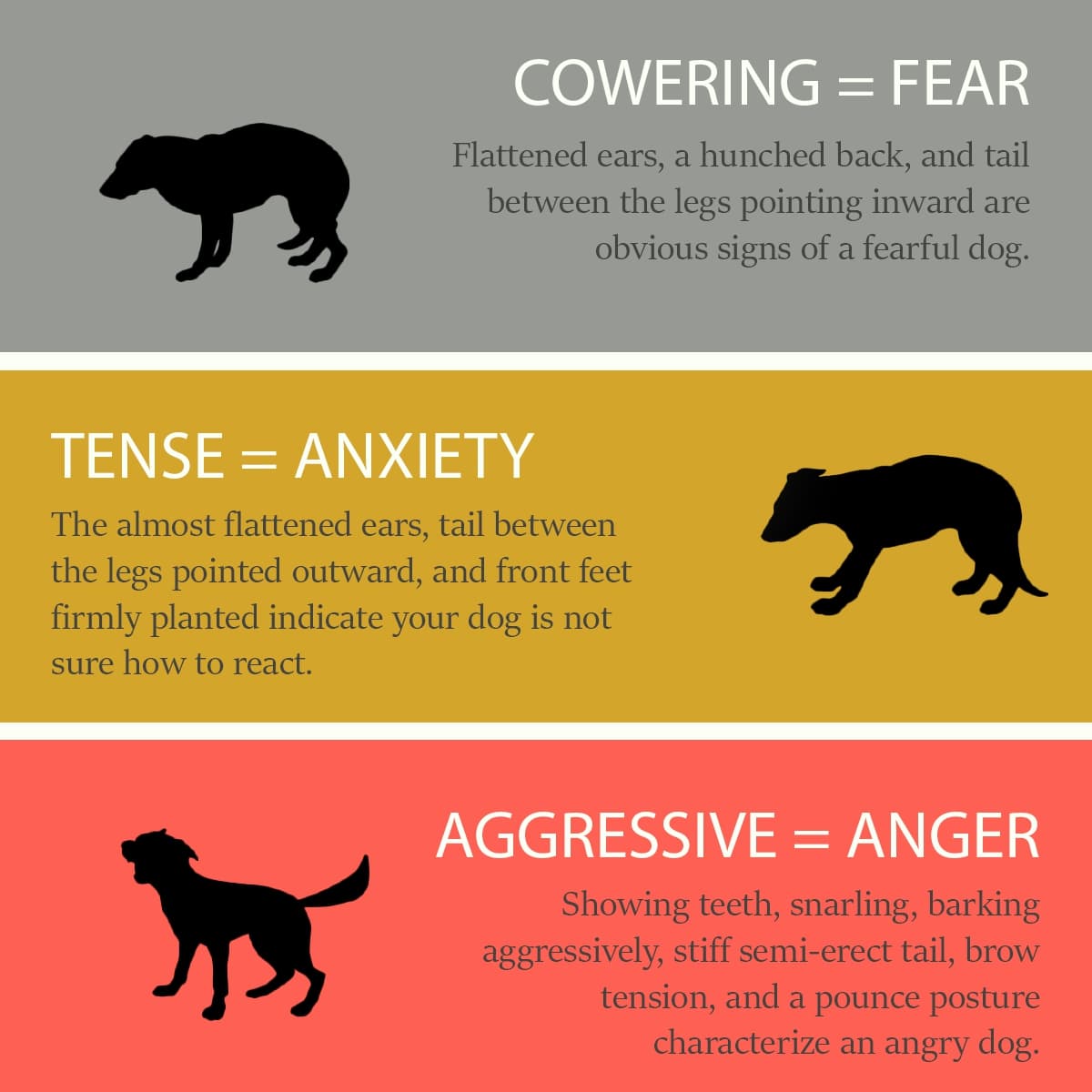 Canine Body Language That Indicates Negative Emotions