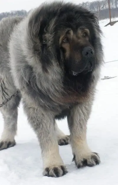 Caucasian Shepherd Dog in the snow