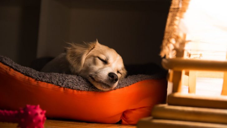 Change The Game And Train Your Dog To Sleep In Their Bed