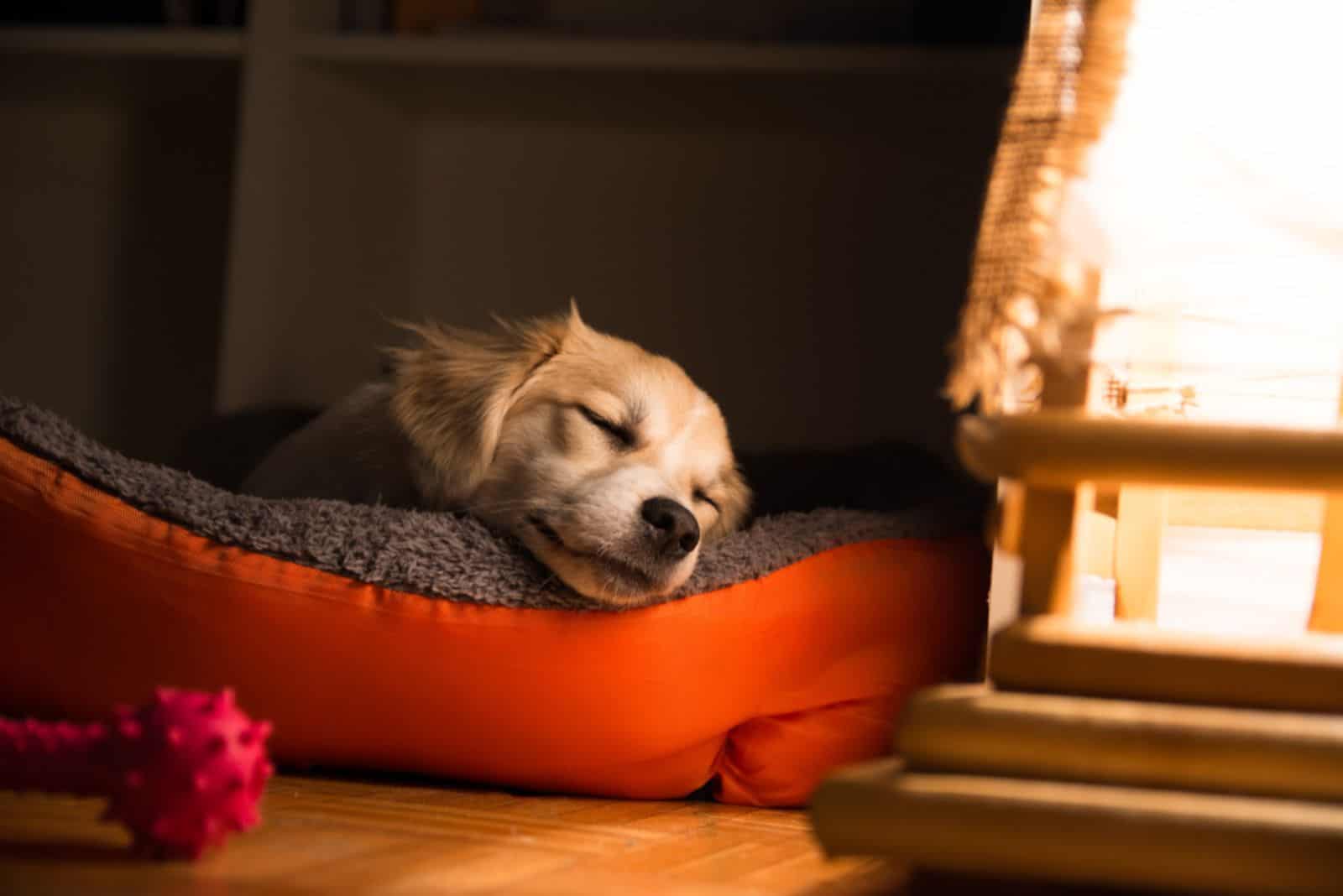 Change The Game And Train Your Dog To Sleep In Their Bed