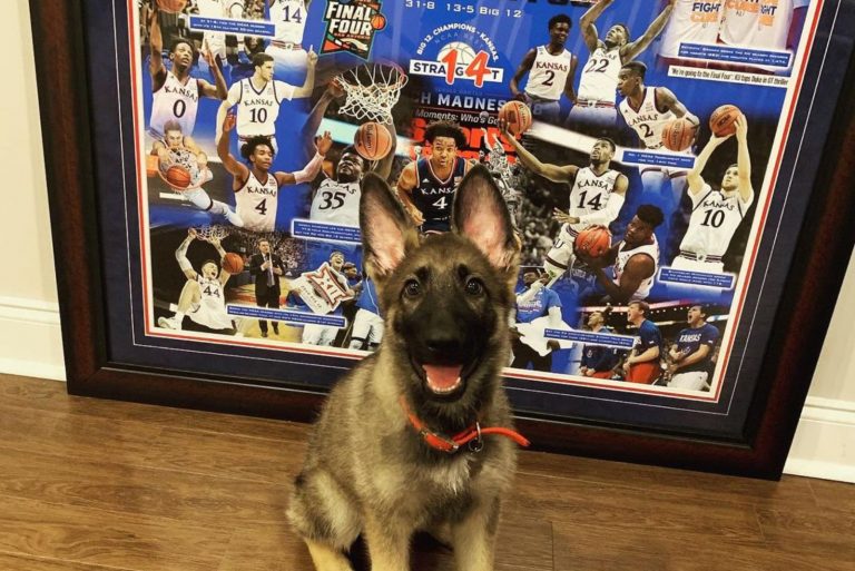 german shepherd puppy in front of nba billboard