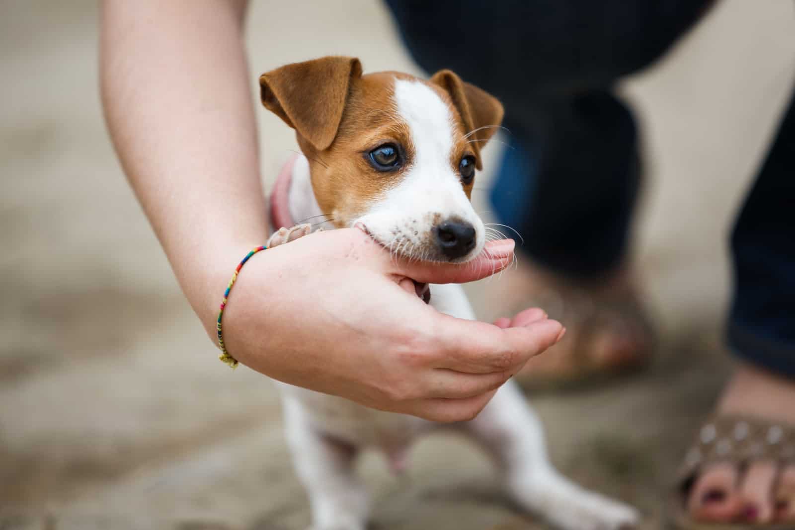 Cheerful puppy Jack Russell terrier playfully biting the fingers of its owner