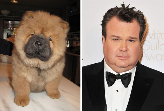 Chow Chow That Looks Like Eric Stonestreet