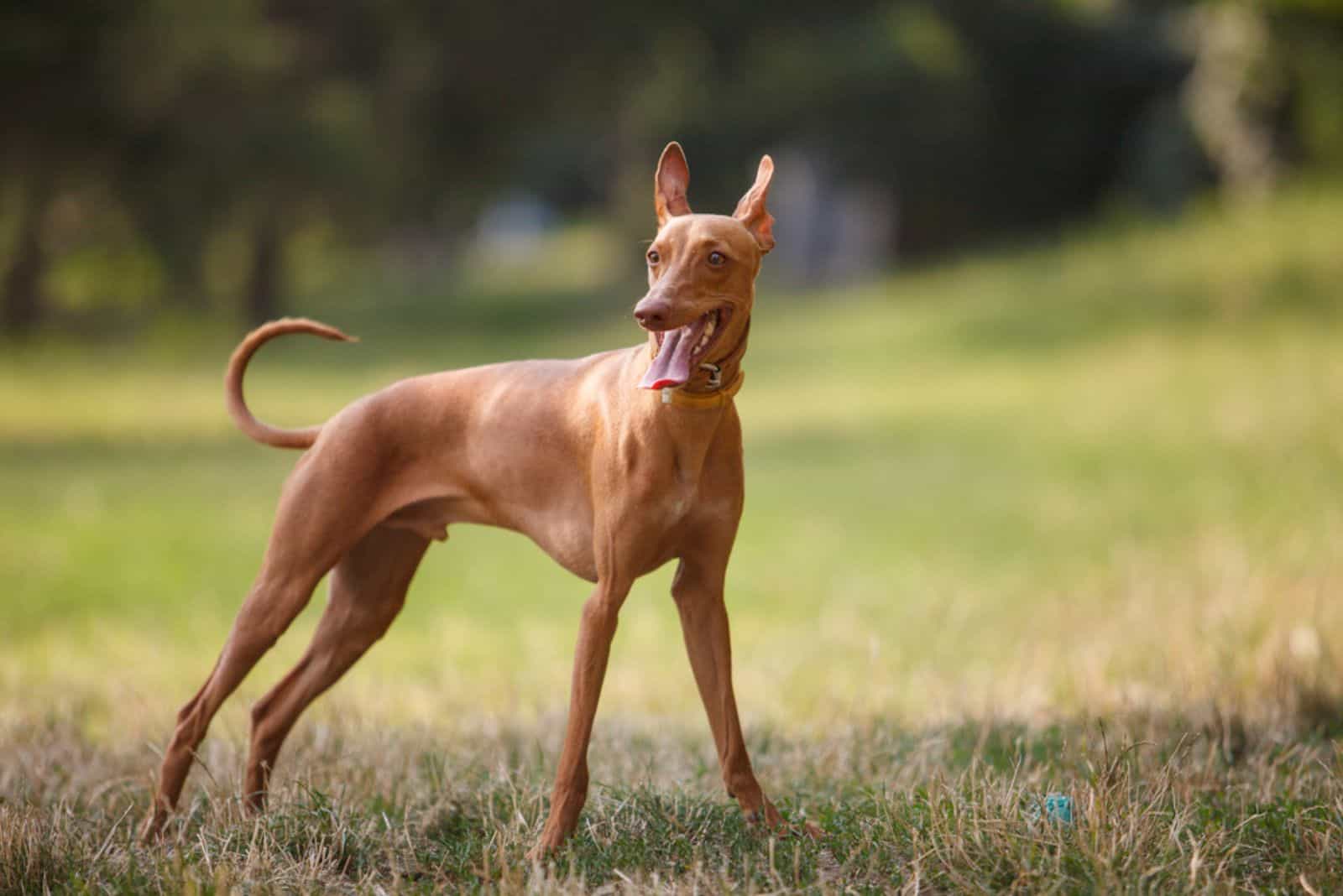 Cirneco dell'Etna hound dog