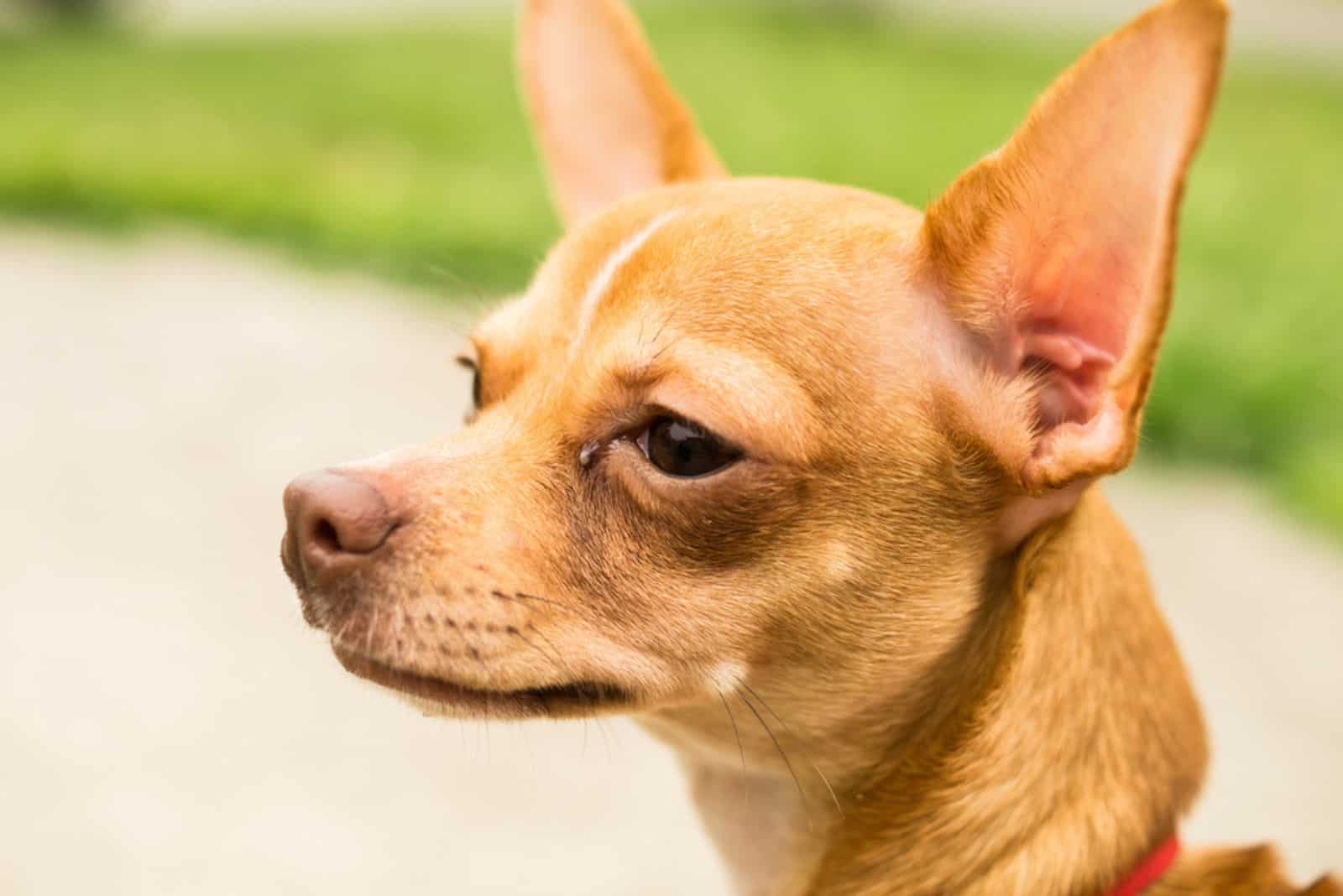 Deer head chihuahua looking at something