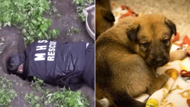 rescuers save eleven puppies from a flood