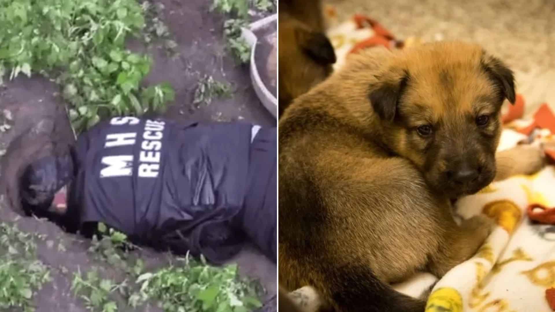 Rescuers Save Dog Mom And Her Eleven Puppies From A Terrible Flood