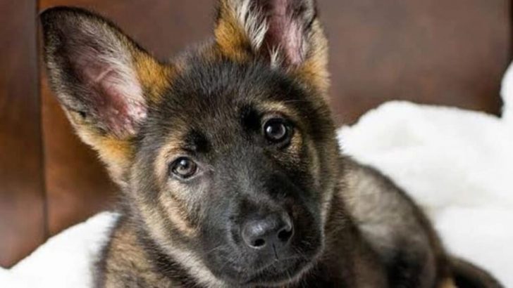 Dog Runs Away To Find The Woman Who Gave Him Treats