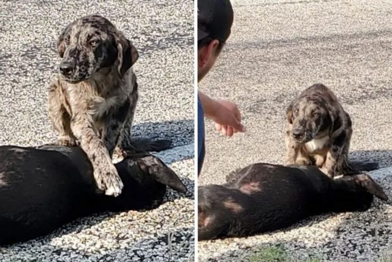 sad dog refusing to leave his sister's side
