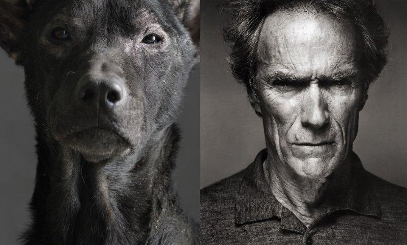 Dog That Looks Like Clint Eastwood