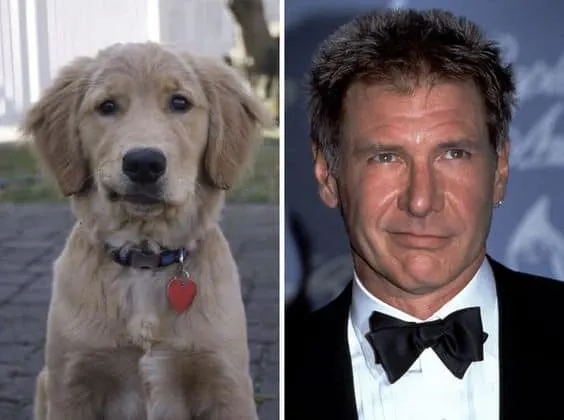 Dog That Looks Like Harrison Ford